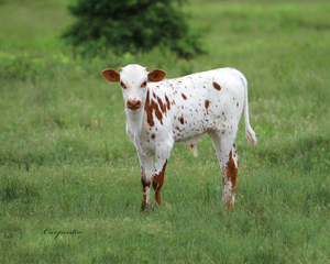 Texas Longhorn Calf