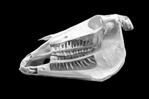 Horse Skull Showing Embedded Teeth