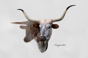 Longhorn Cow With Shadow