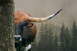 Longhorn Cow In Trees
