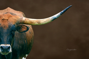 Longhorn Cow In Browns