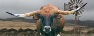 Longhorn Cow - Wide Format - Windmill
