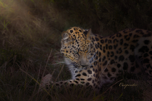 Leopard In Sun Beams - Portrait