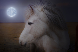 Shaggy Pony In Moonlight