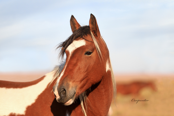 Paint Mustang Mare Print