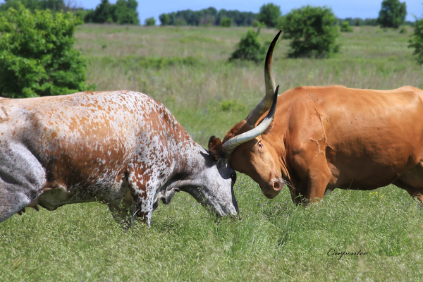 Longhorn Cow Fight Print