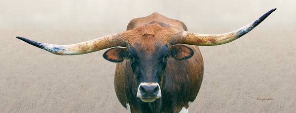 Longhorn Cow - Wide Format - Neutral Colors Print