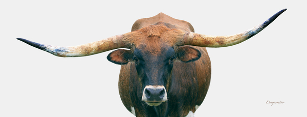 Longhorn Cow - Wide Format - Off White Background Print