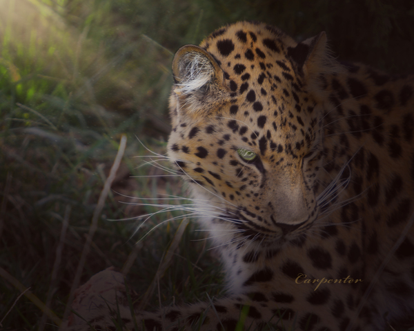 Leopard In Sun Beams - Close Up Print