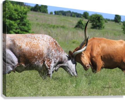 Longhorn Cow Fight Canvas Print