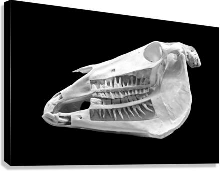 Horse Skull Showing Embedded Teeth Canvas Print