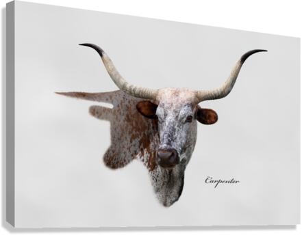 Longhorn Cow With Shadow Canvas Print