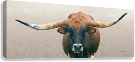 Longhorn Cow - Wide Format - Neutral Colors Canvas Print