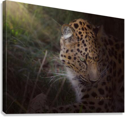 Leopard In Sun Beams - Close Up Canvas Print