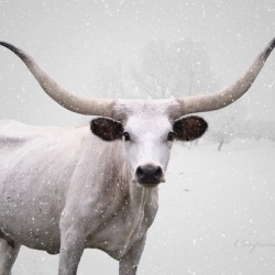White Longhorn Cow In Snow