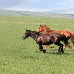 Wild and Free Mustang Mares