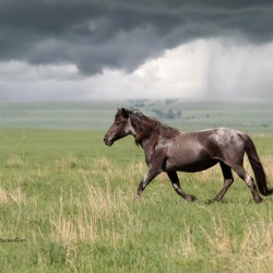 Stormy - Wild Mustang