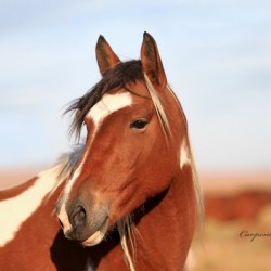 Paint Mustang Mare
