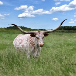 Longhorn Cow In Summer Pasture