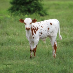 Texas Longhorn Calf