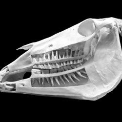 Horse Skull Showing Embedded Teeth