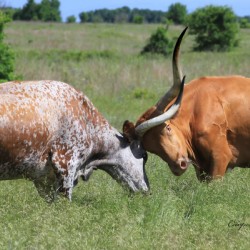 Longhorn Cow Fight