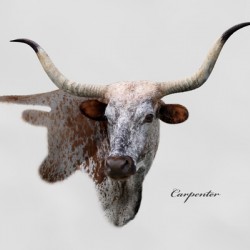 Longhorn Cow With Shadow