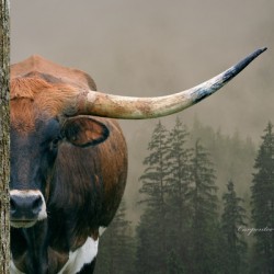 Longhorn Cow In Trees