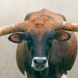 Longhorn Cow - Wide Format - Neutral Colors
