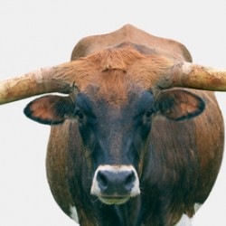 Longhorn Cow - Wide Format - Off White Background