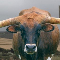 Longhorn Cow - Wide Format - Windmill
