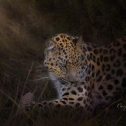 Leopard In Sun Beams - Portrait