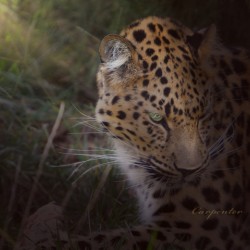 Leopard In Sun Beams - Close Up