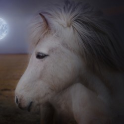 Shaggy Pony In Moonlight