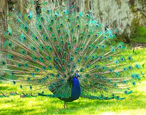 Brilliant Peacock
