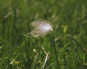 Feather Stuck O A Blade Of Grass