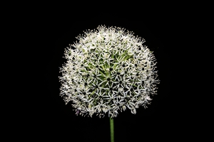 White Allium