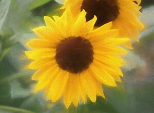 Sunflower In Chalk