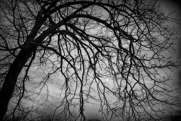 The Naked Tree Silhouette Print