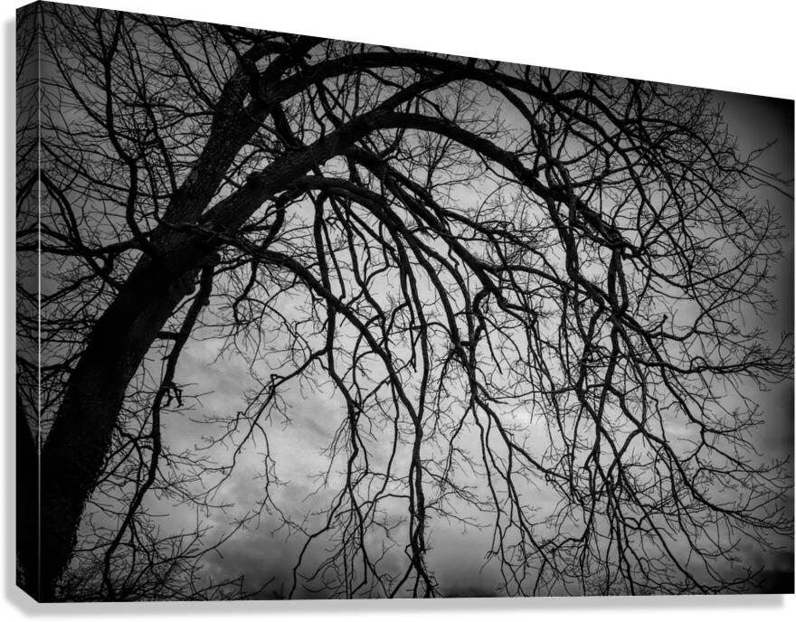 The Naked Tree Silhouette Canvas Print