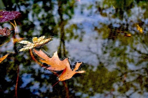 Koi Pond Delight Print