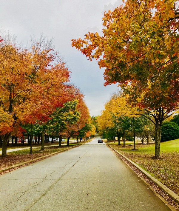 Fall at Furman Print