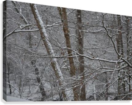 Snow in the South Canvas Print