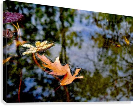 Koi Pond Delight Canvas Print