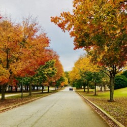 Fall at Furman