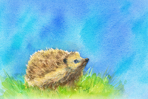 Hedgehog in spring watercolor painting