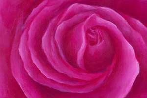Pink rose spiral