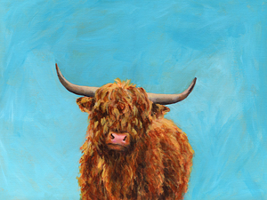 Curly highland cow