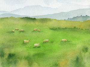 Sheep Grazing in Green Field