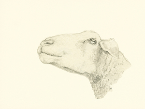 Pensive sheep Pencil drawing